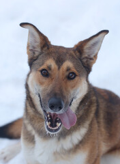 red hunter dog close up photo on snowy white background