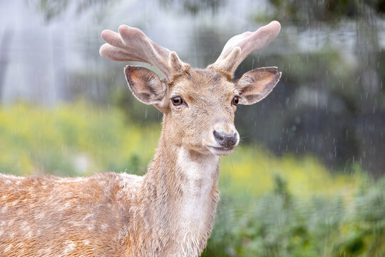Persian fallow deer in the rain (Dama dama mesopotamica).
