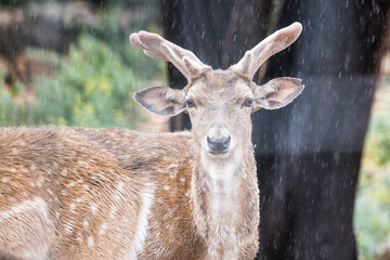 Persian fallow deer in the rain (Dama dama mesopotamica).
