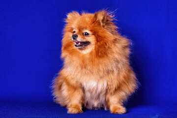 A very nice red Pomeranian doggy on blue background in a studio.