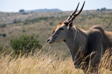 Side view of the common Eland, the worlds largest antelope found in southern Africa