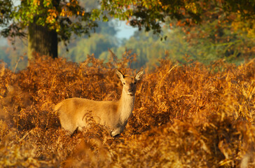Fototapeta premium Red Deer hind standing under an oak tree in autumn