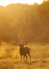 Red Deer stag calling during rutting season at sunrise
