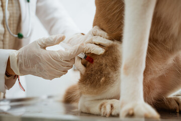 a female vet giving an injection of medicine for the siberian dog on it's right leg