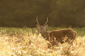 Close up of a young Red Deer stag at sunrise