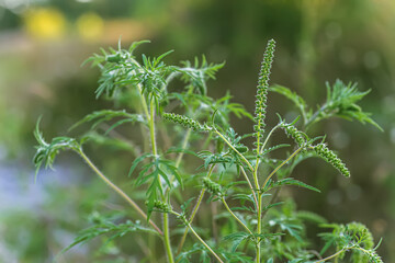 Fototapeta premium Blooming Ambrosia artemisiifolia is a dangerous allergenic plant in the meadow among summer grasses. Weeds and weed bushes whose pollen causes allergies. healthcare concept