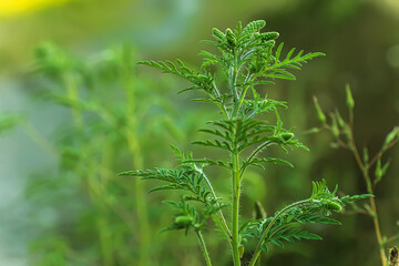 Blooming Ambrosia artemisiifolia is a dangerous allergenic plants. weed bushes pollen causes allergies. seasonal flowering of ragweed, dangerous flower hay fever. Flowering plant on field among grass
