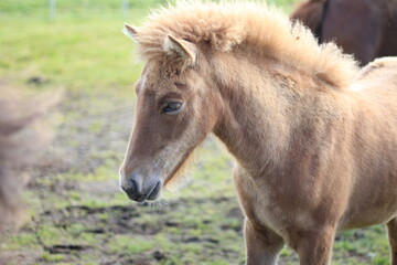 Icelandic horses