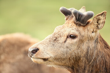 Portrait of a red deer stag with velvet antlers in spring