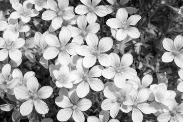 Leaves and flowers of succulents sedum.