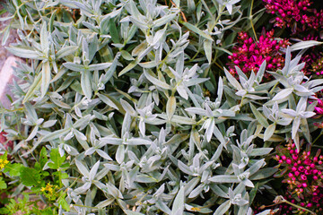 Leaves and flowers of succulents sedum.