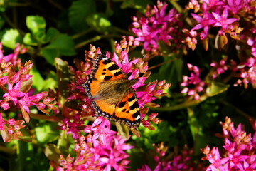 Leaves and flowers of succulents sedum.