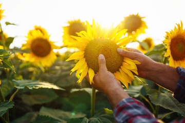 Owner of a sunflower farm inspects the harvest. The farmer's hand touches a blooming sunflower. The...