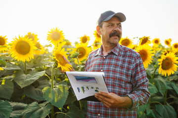Owner of a sunflower farm inspects the harvest. The farmer's hand touches a blooming sunflower. The...