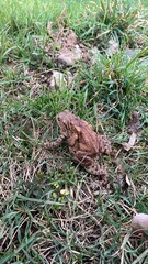 Fototapeta premium frog on the grass