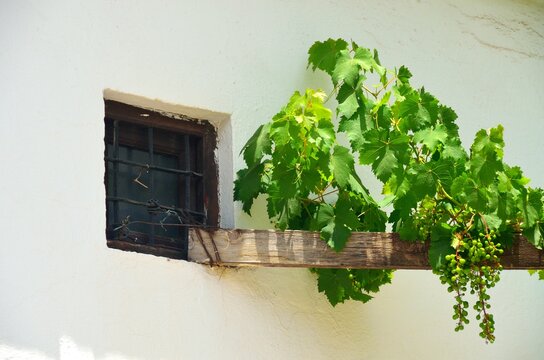 Ventana y parra virgen en Priego de Cordoba