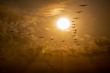 birds flying in the sunset