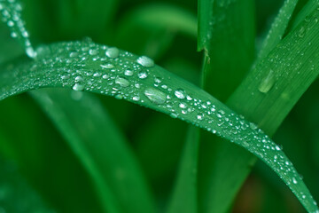 water drops on green grass