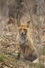 Naklejka na ściany i meble Red fox in the spring forest