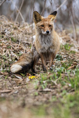 Naklejka na ściany i meble Red fox in the spring forest