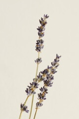 Dry Lavender flowers on beige background fine art poster. Floral card.Minimal floral backdrop.