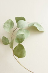 Dried Eucalyptus leaves top view on a beige background . Minimal floral card, botanical fine art poster