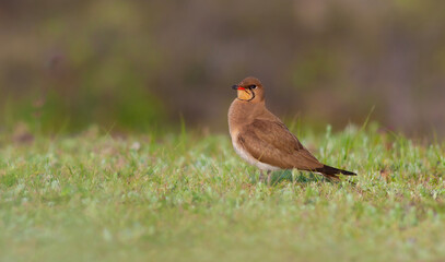 bird watching on the grass, Collared Pratincole, Glareola pratincola