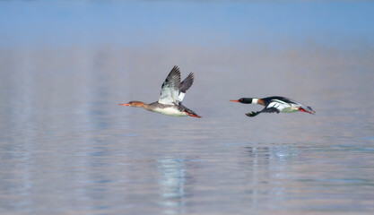 large water bird soaring in the air, Red-breasted Merganser, Mergus serrator