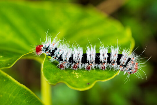 Black red and white thick hairy caterpillar sitting on a leaf in focus