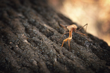 Orange Mantis On A Tree
