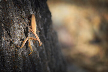 Orange Mantis On A Tree