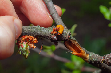 Leopard Moth Zeuzera Pyrina. An orange larva on a branch of an apple tree. A garden pest gnaws a...