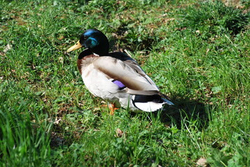 duck on the grass