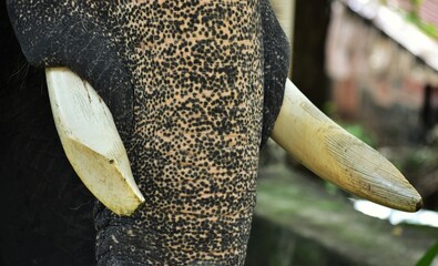 The shaped tusk of an elephant, the ivory beauty, Konni, Kerala