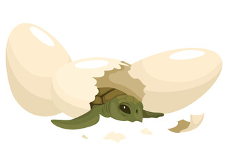 Sea turtle life cycle stage. Wild underwater animal. Cartoon cute ocean turtle coming out of shell eggs. Development baby animal on white background