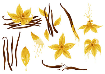 Vanilla flowers, pods and sticks. Realistic  set of isolated elements. Nature spice. Yellow blossom with drops