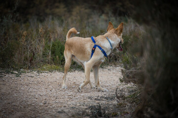Dog turning around in the forest