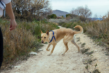 Dog walking the path