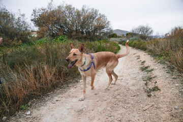 Big dog in a walk