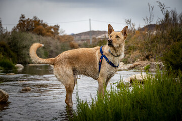 Majestic dog posing in the river