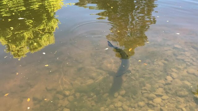 Large Atlantic salmon swimming in a river