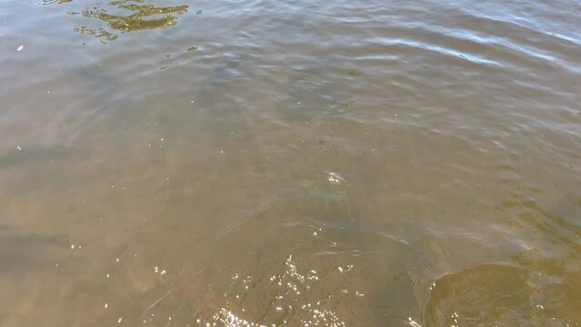 Large Atlantic salmon swimming in a river