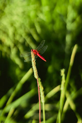 The dragonfly in the nature habitat. Close up. Insect in the nature. Libellula depressa