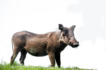 Common warthog isolated in white background in Kruger National park, South Africa ; Specie Phacochoerus africanus family of Suidae