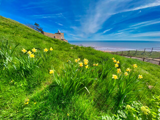 Daffodils at Jacob's Ladder beach in Sidmouth
