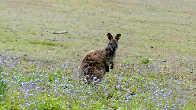 Bennett's wallaby on Bruny Island Tasmania
