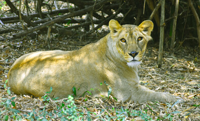 The queen of forests, the lioness, relaxing in the shade of a bamboo tree