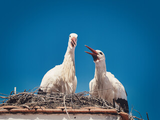 Storchenpaar in ihrem Nest