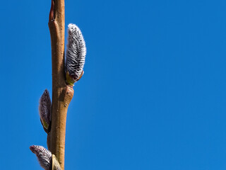 Nahaufnahme von Palmkätzchen