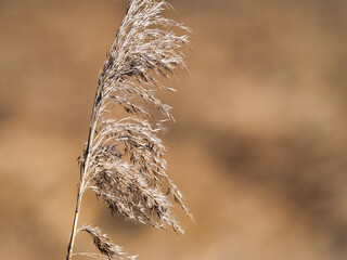Schilf vor unscharfem Hintergrund